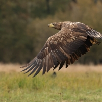 Bielik - White-tailed Sea Eagle