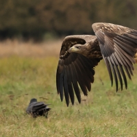 Bielik - White-tailed Sea Eagle