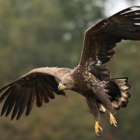 Bielik - White-tailed Sea Eagle