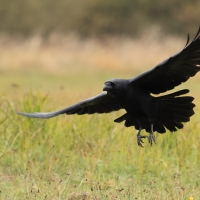 Kruk - Common Raven