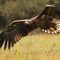 Bielik - White-tailed Sea Eagle