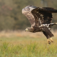 Bielik - White-tailed Sea Eagle