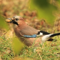 Sójka - Eurasian Jay