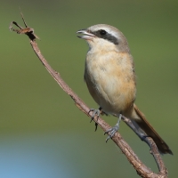 Dzierzba zmienna - Long-tailed Shrike