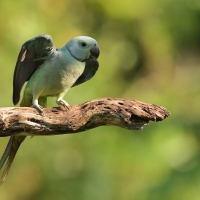 Aleksandretta seledynowa - Malabar Parakeet