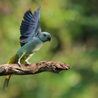 Aleksandretta seledynowa - Malabar Parakeet