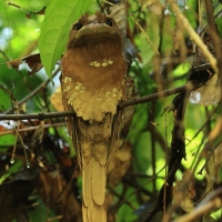 Gębal cejloński - Sri Lankan Frogmouth