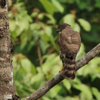 Krogulec czubaty - Crested Goshawk