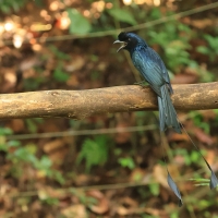 Dziwogon rajski - Greater Racket-tailed Drongo