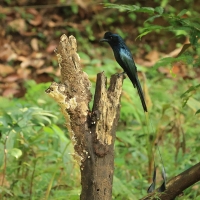 Dziwogon rajski - Greater Racket-tailed Drongo
