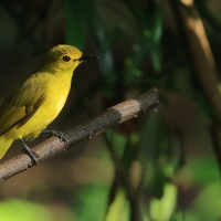 Szczeciak złotolicy - Yellow-browed Bulbul