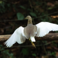 Czapla siodłata - Indian Pond-Heron