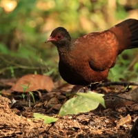 Kuropatwiak rdzawy - Red Spurfowl