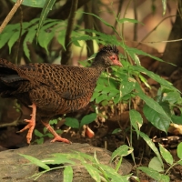 Kuropatwiak rdzawy - Red Spurfowl