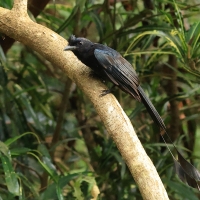Dziwogon rajski - Greater Racket-tailed Drongo