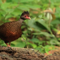 Kuropatwiak rdzawy - Red Spurfowl