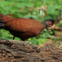 Kuropatwiak rdzawy - Red Spurfowl