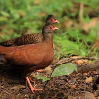 Kuropatwiak rdzawy - Red Spurfowl