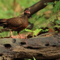 Kuropatwiak rdzawy - Red Spurfowl