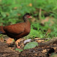 Kuropatwiak rdzawy - Red Spurfowl