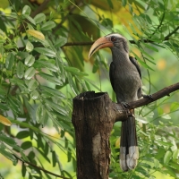 Dzioborożec szary - Malabar Grey-Hornbill