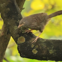 Tymal szarogłowy - Jungle Babbler