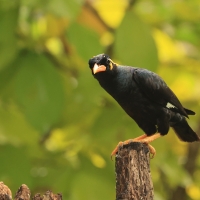 Gwarek malabarski - Southern Hill Myna