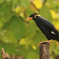 Gwarek malabarski - Southern Hill Myna