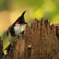 Bilbil zbroczony - Red-whiskered Bulbul