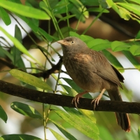 Tymal szarogłowy - Jungle Babbler