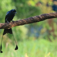 Dziwogon rajski - Greater Racket-tailed Drongo