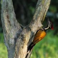 Sułtanik żółtogrzbiety - Black-rumped Flameback