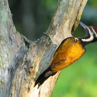 Sułtanik żółtogrzbiety - Black-rumped Flameback