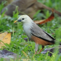 Szpak rdzawobrzuchy - Malabar Starling