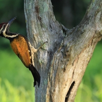 Sułtanik żółtogrzbiety - Black-rumped Flameback