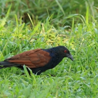 Kukal zmienny - Greater Coucal