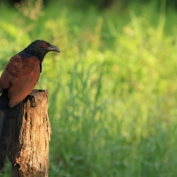 Kukal zmienny - Greater Coucal