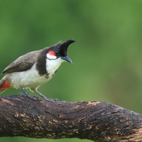 Bilbil zbroczony - Red-whiskered Bulbul