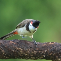 Bilbil zbroczony - Red-whiskered Bulbul