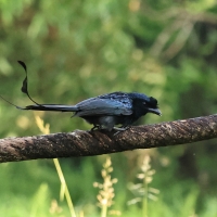 Dziwogon rajski - Greater Racket-tailed Drongo