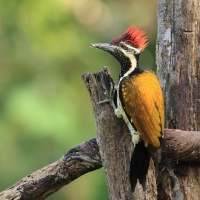 Sułtanik żółtogrzbiety - Black-rumped Flameback