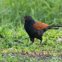 Kukal zmienny - Greater Coucal