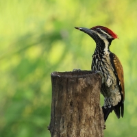 Sułtanik żółtogrzbiety - Black-rumped Flameback