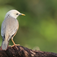Szpak rdzawobrzuchy - Malabar Starling