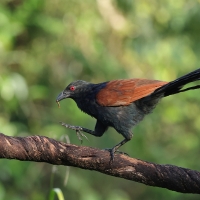 Kukal zmienny - Greater Coucal