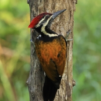 Sułtanik żółtogrzbiety - Black-rumped Flameback