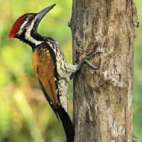 Sułtanik żółtogrzbiety - Black-rumped Flameback