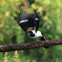 Srokówka białobrzucha - White-bellied Treepie