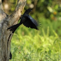 Dziwogon rajski - Greater Racket-tailed Drongo