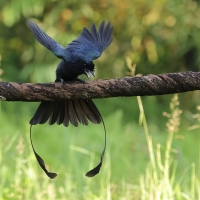 Dziwogon rajski - Greater Racket-tailed Drongo